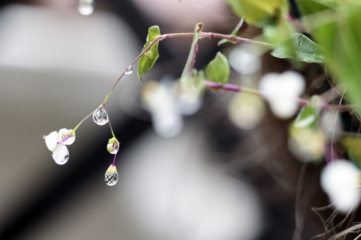 雨の日の結婚式は幸運？各国の言い伝えやことわざを紹介